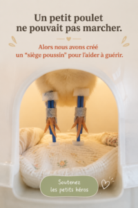 Un poulet aux plumes colorées dans un fauteuil spécialement conçu pour l'aider à se déplacer.